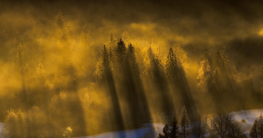 Tree Photograph - Golden Trees by Slawomir Kowalczyk