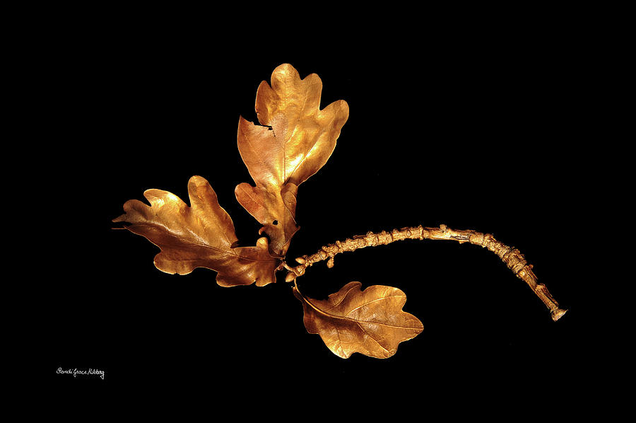 Golden Twig Photograph by Randi Grace Nilsberg
