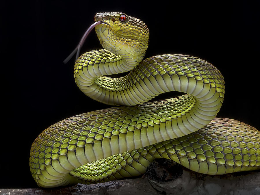 Golden Venomous Viper Snake Photograph by Fauzan Maududdin