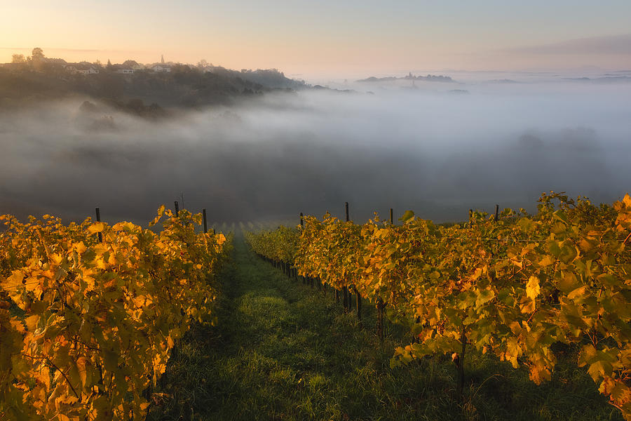 Nature Photograph - Golden Vineyards by Tomaz Klemensak