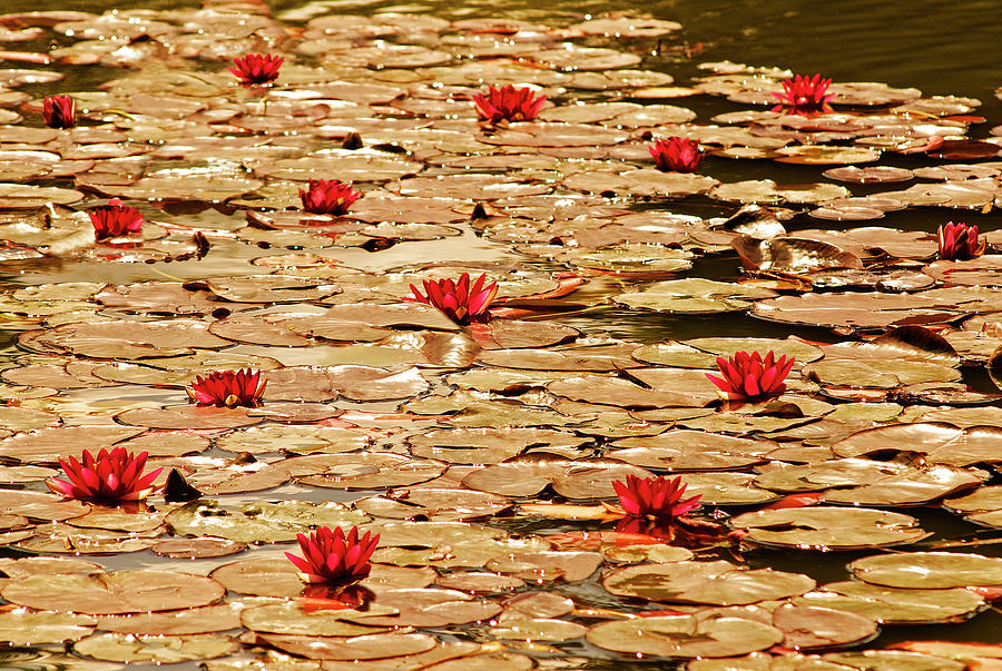 Still Life Photograph - Golden Waterlily Pond by Tom Quartermaine