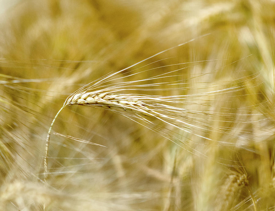 Golden Wheat Ear Detail In A Field Photograph by Eric Larrayadieu