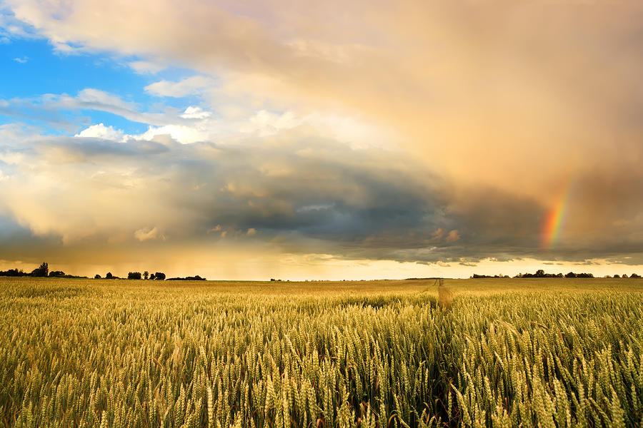 Golden Wheat Field And Rainbow Sunset By Konradlew