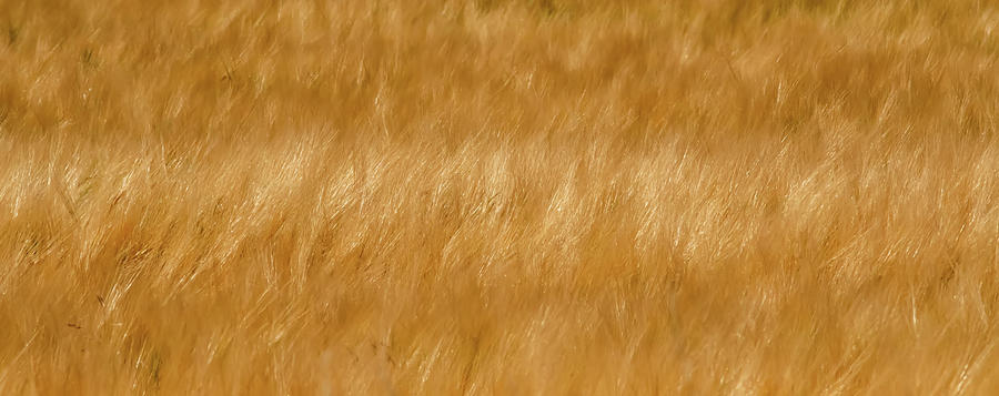 Golden Wheat Fields On Sunny Day In Wyoming Photograph by Alex Grichenko