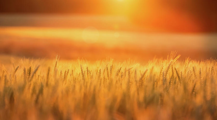 Sunset Photograph - Golden Wheat by Jonathan Ross