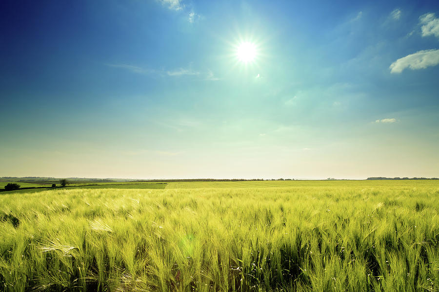 Golden Wheat Landscape Photograph by Konradlew
