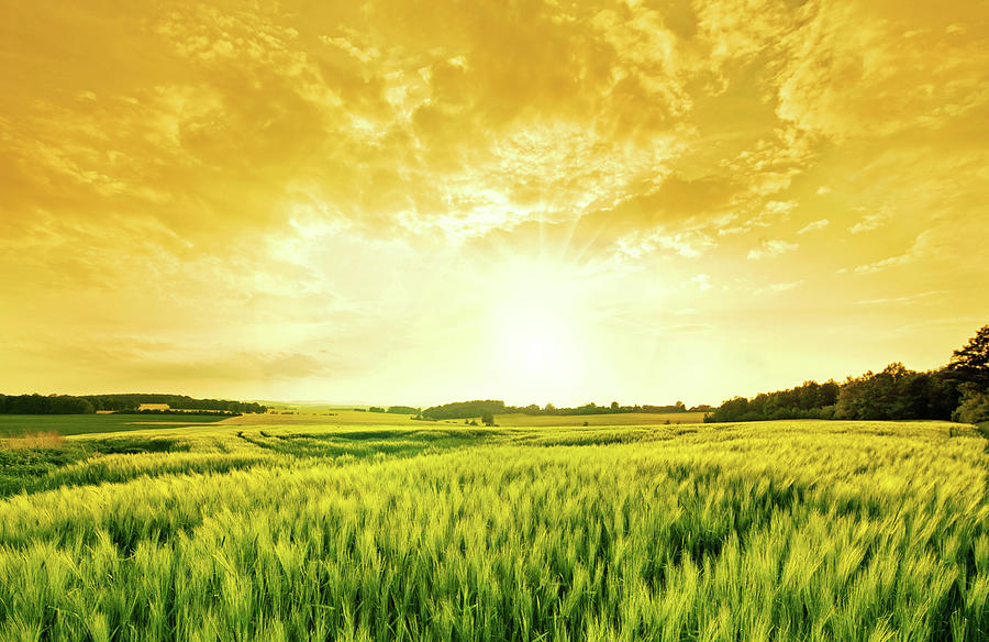 Golden Wheat Landscape Photograph by Nikada