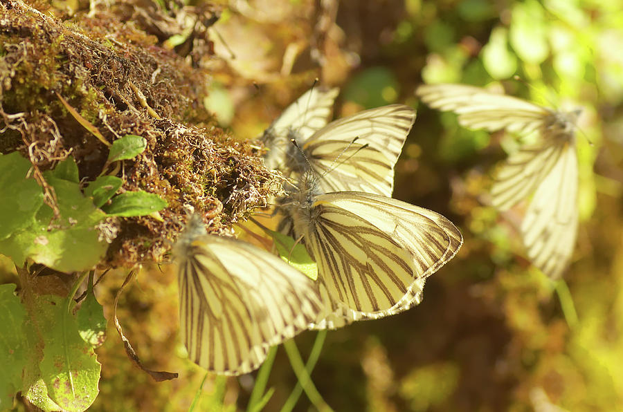 Golden White Butterflies Photograph by David Farlow - Pixels