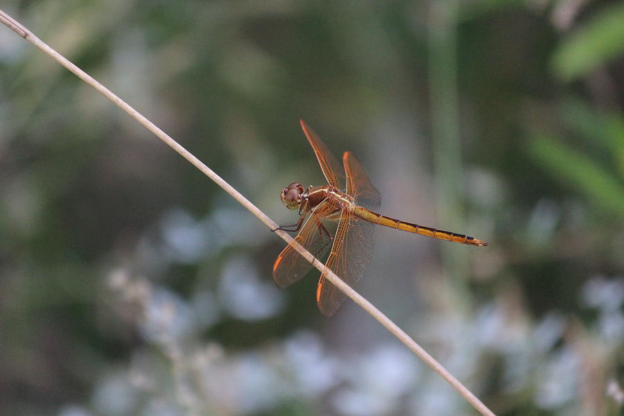 Dragonfly Photograph - Golden-winged Skimmer by Callen Harty Dragonfly Photograph - Golden-winged Skimmer by Callen Harty