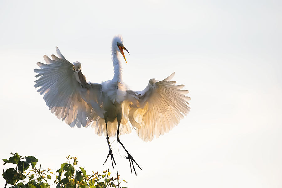 Egret Photograph - Golden Wings by Phillip Chang