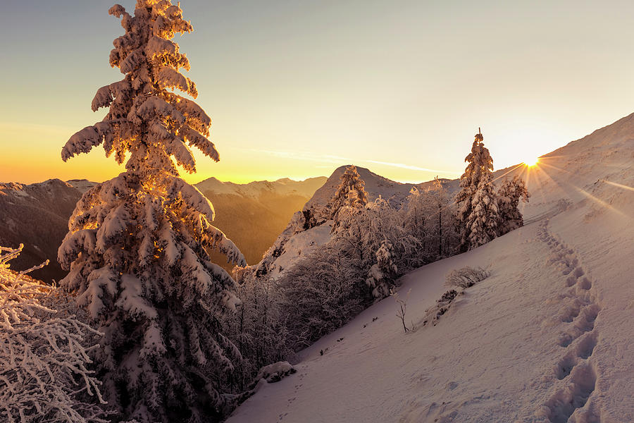 Golden Winter by Evgeni Dinev Golden Winter by Evgeni Dinev