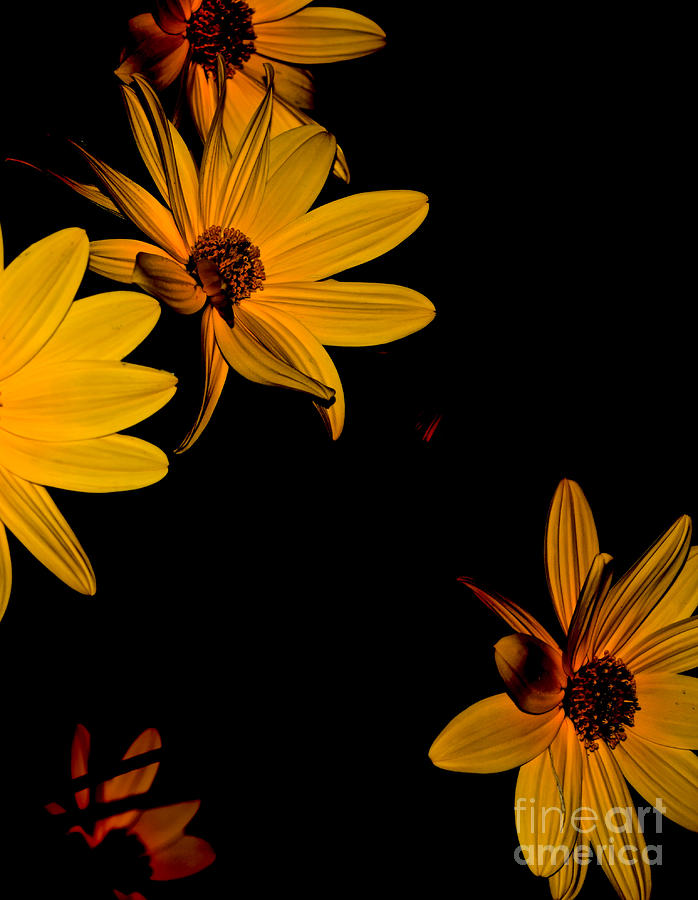 Golden Yellow Flowers Photograph by Debra Banks