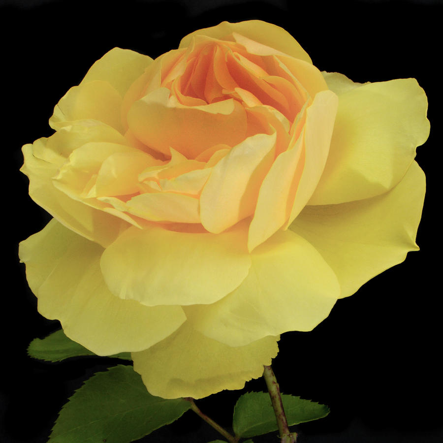 Golden Yellow Rose Photograph by Terence Davis
