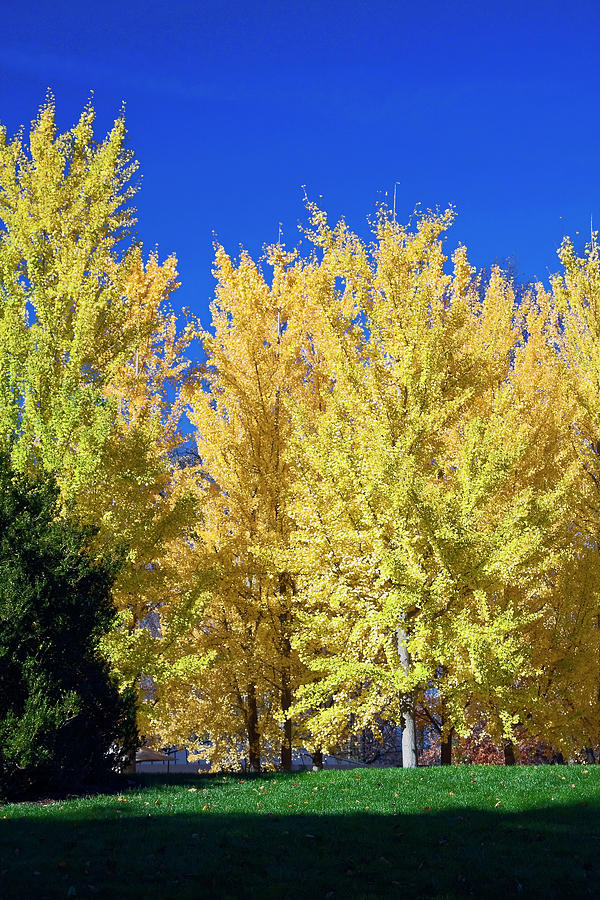 Golden Yellow Trees Photograph by Sally Weigand
