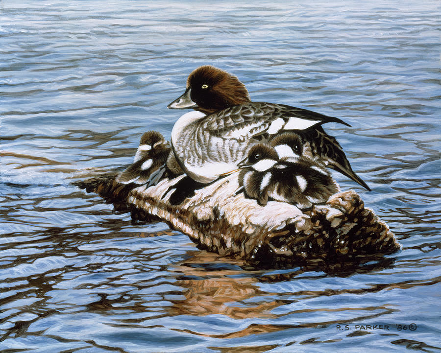 Goldeneye & Ducklings Painting by Ron Parker