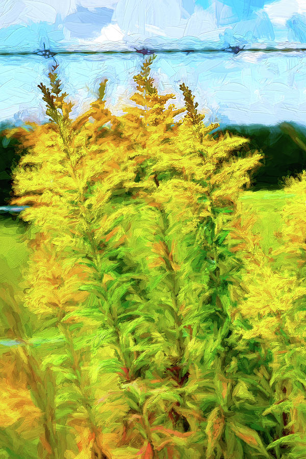 Goldenrod Collection AP Painting by Dan Carmichael