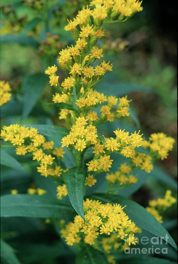 Nature Photograph - Goldenrod Plant by Annie Haycock/science Photo Library