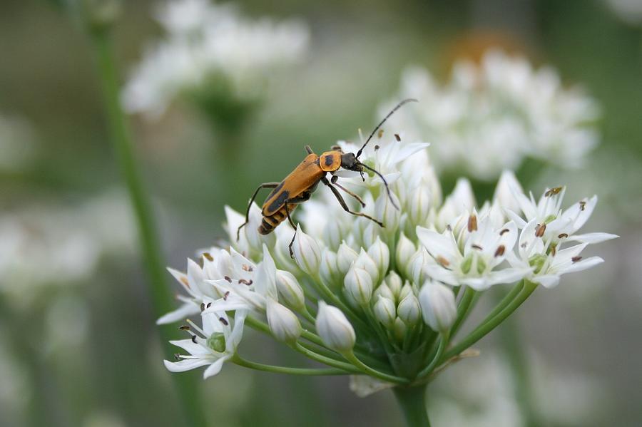 Goldenrod Soldier Beetle Photograph by Michelle Shinners
