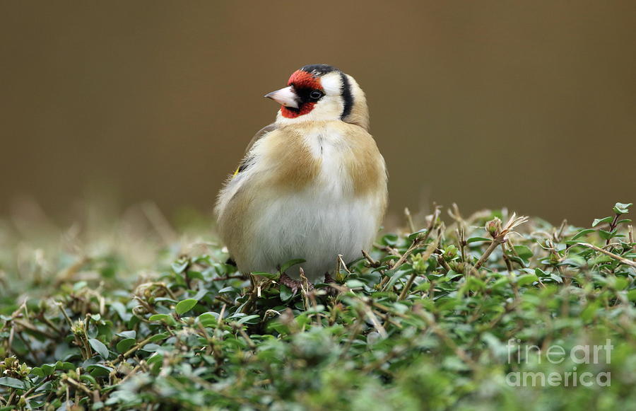 Goldfinch 3 by Peter Skelton Goldfinch 3 by Peter Skelton