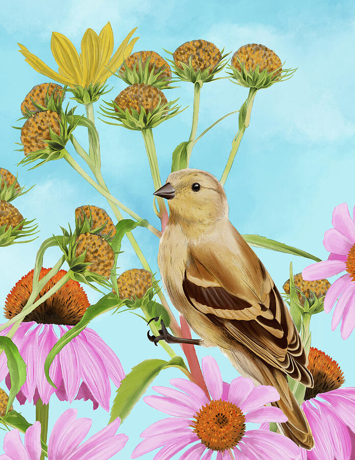 Goldfinch Among Wildflowers In Bloom Drawing by Curtis Licensing