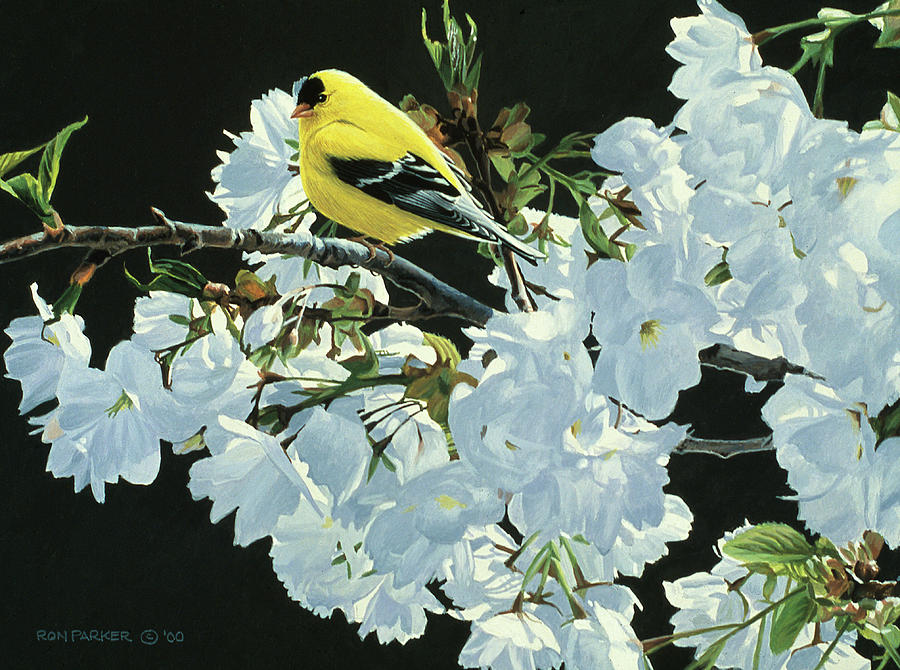 Goldfinch And Blossoms Painting by Ron Parker