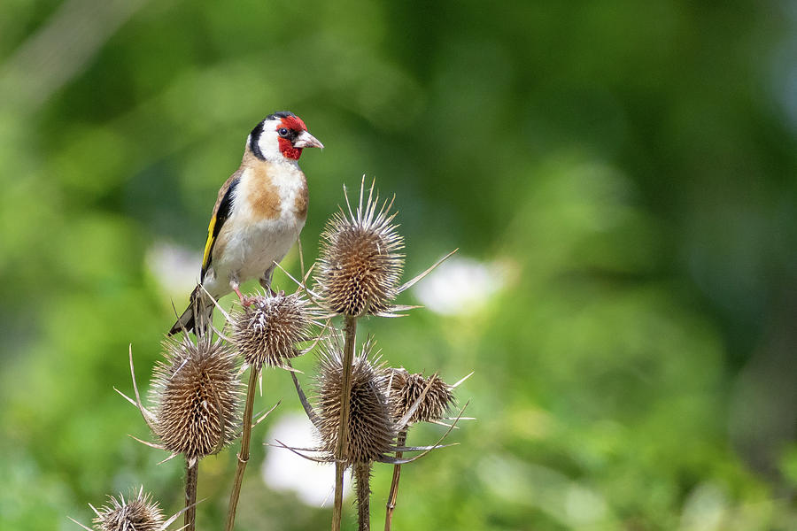 Goldfinch - Carduelis carduelis Photograph by Jivko Nakev