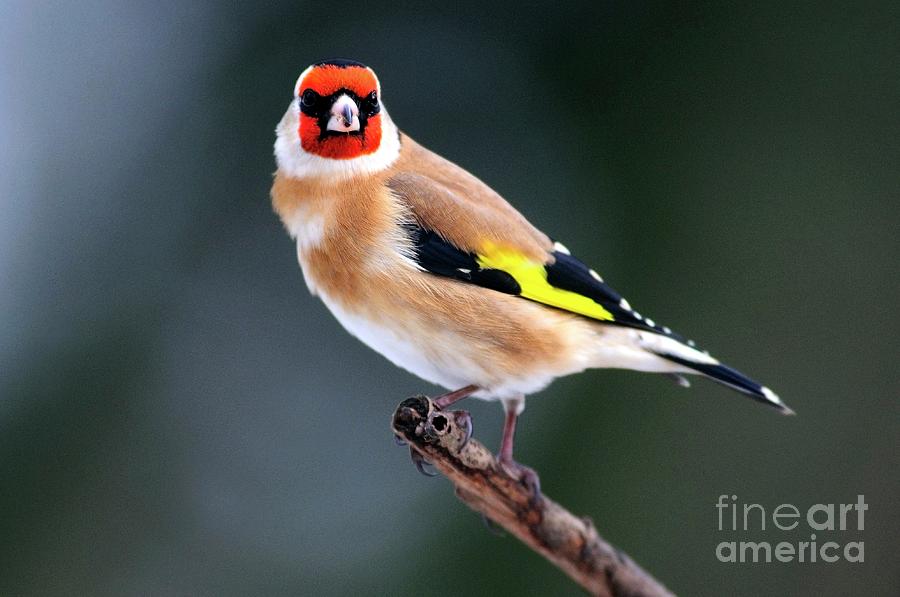 Finch Photograph - Goldfinch by Colin Varndell/science Photo Library