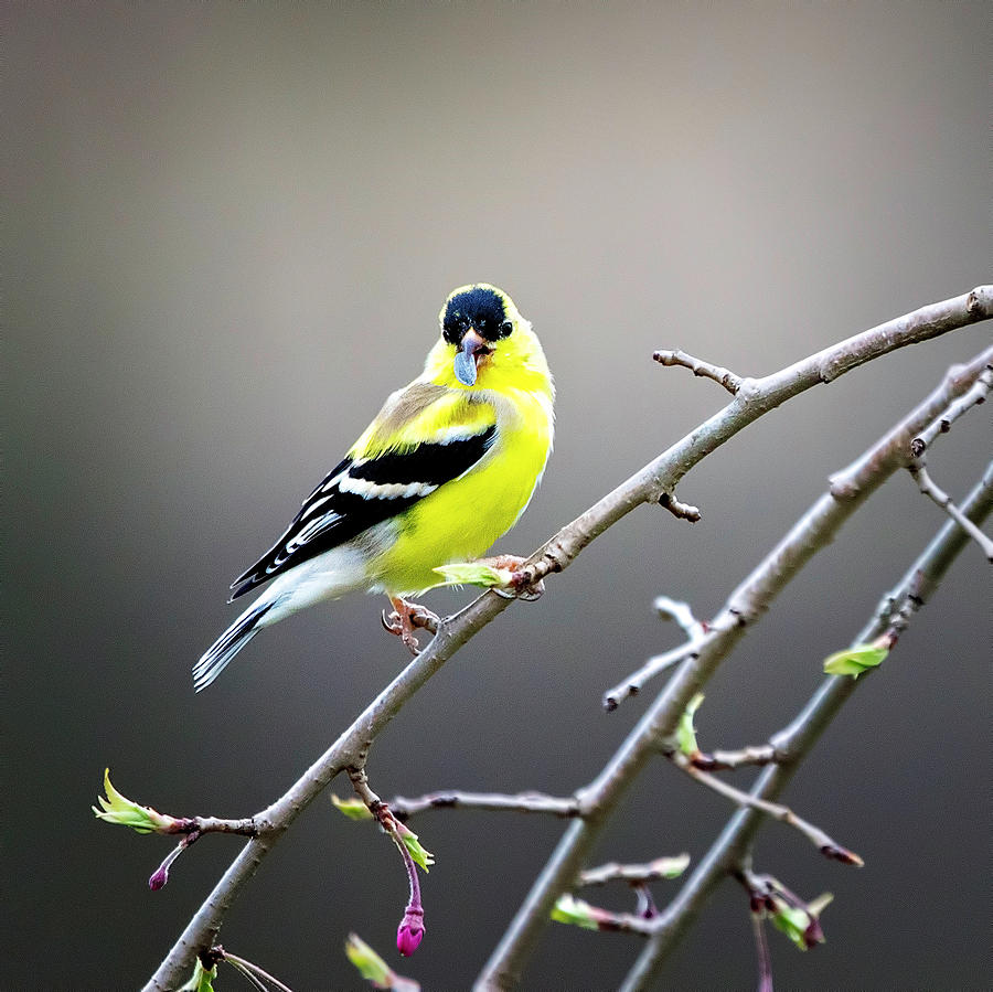Goldfinch Photograph by Deborah Penland