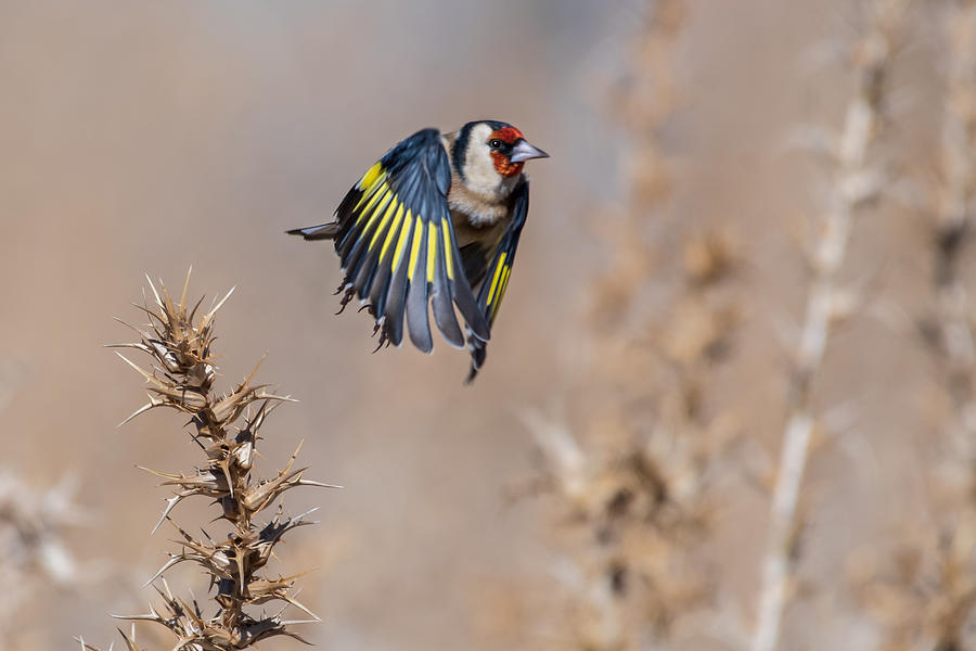 Nature Photograph - Goldfinch During Flight by Morocco.wild