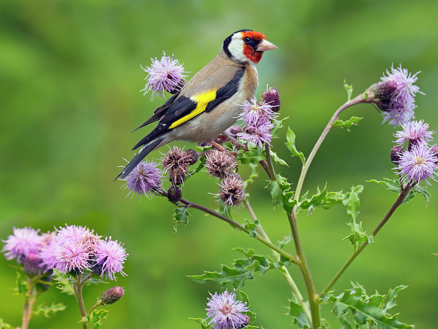 goldfinch eating thistle