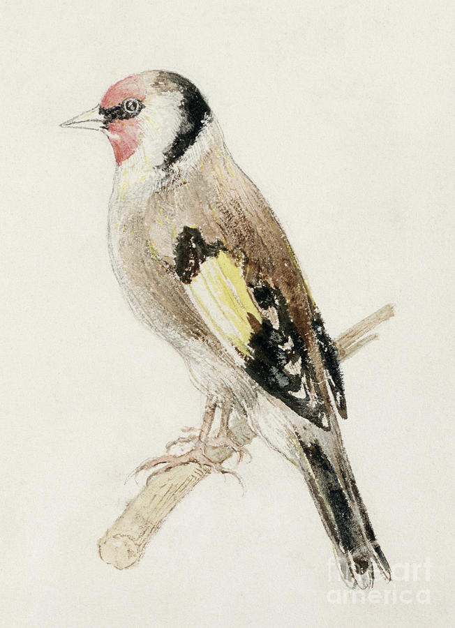 Goldfinch, From The Farnley Book Of Birds By Turner Painting by Joseph Mallord William Turner