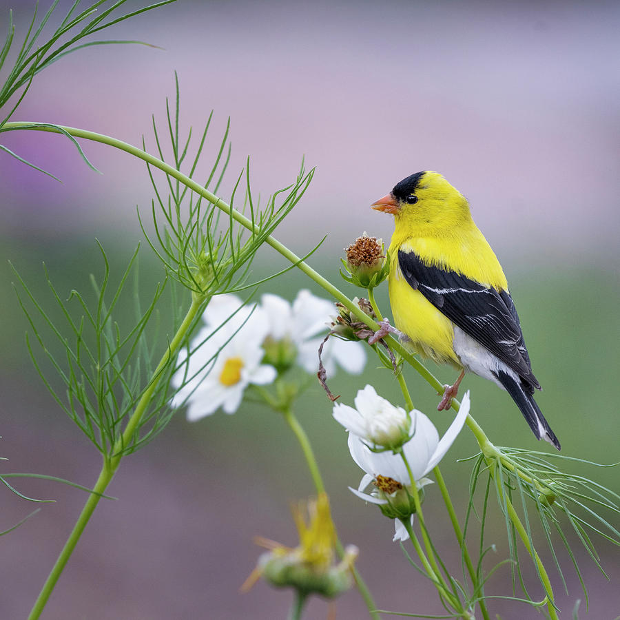 Goldfinch in Garden Square Photograph by Bill Wakeley