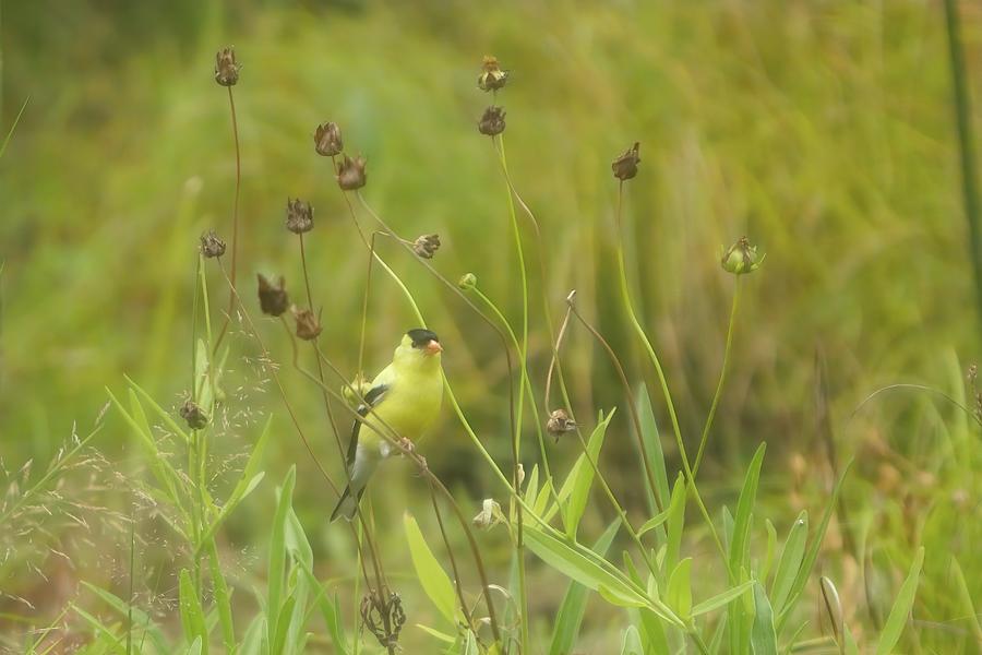 Goldfinch in Summer Photograph by Jeff Folger