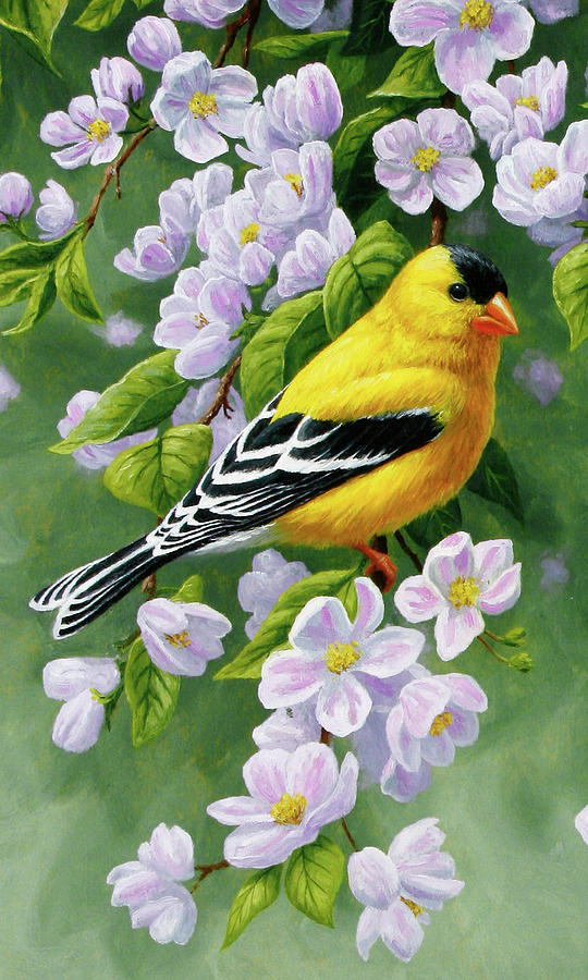 Male American Goldfinch and Apple Blossoms Painting by Crista Forest