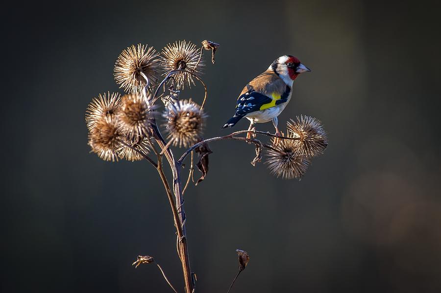 Winter Photograph - Goldfinch by Marcel peta