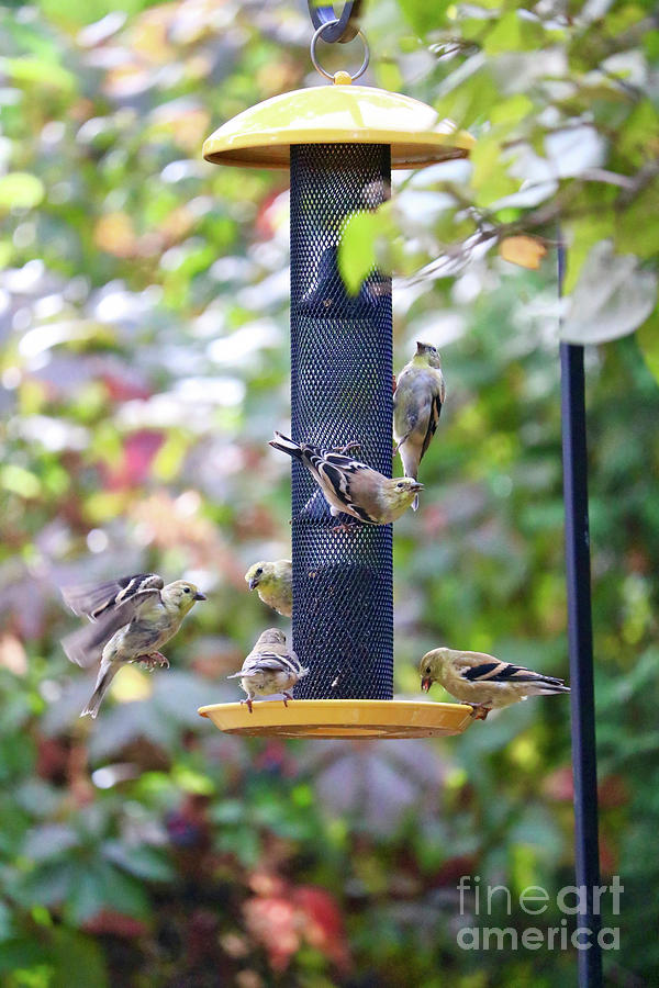 Bird Photograph - Goldfinch Morning by Carol Groenen