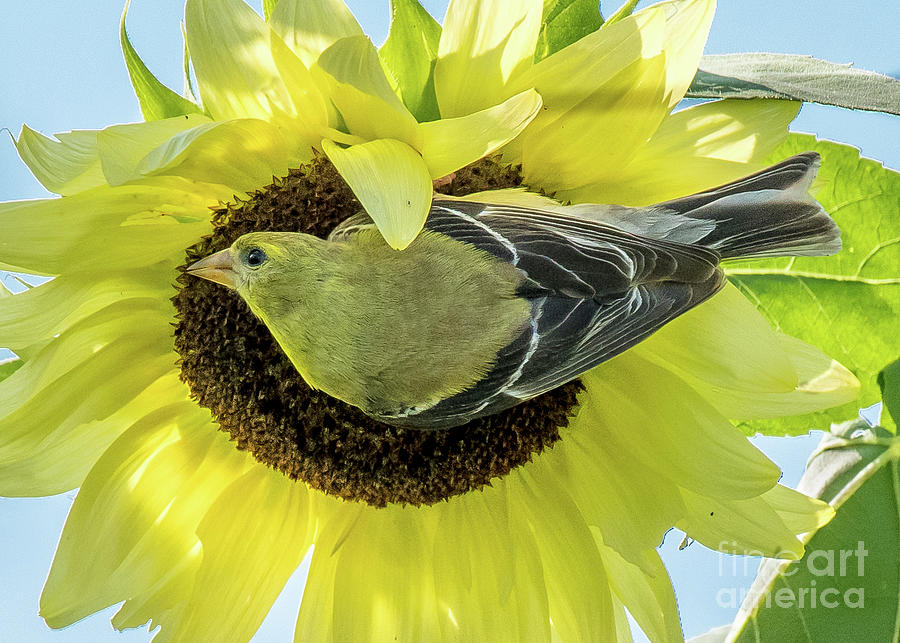 Goldfinch On A Sunflower Photograph by Libby Lord