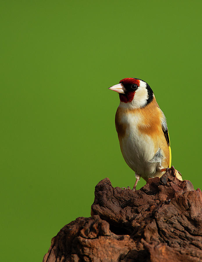 Goldfinch on rustic log Photograph by Paul Scoullar