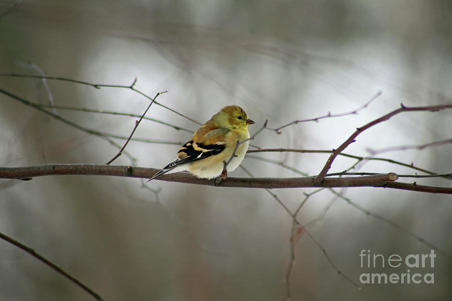 Goldfinch on Winter Branch Photograph by Karen Adams