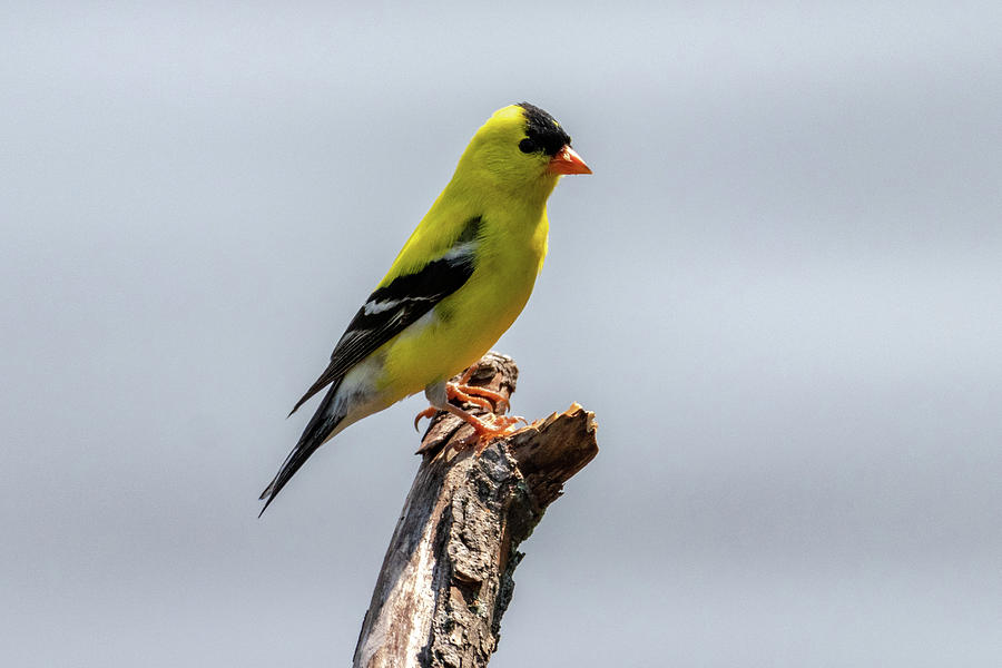 Nature Photograph - Goldfinch perched on a branch by Terry Thomas