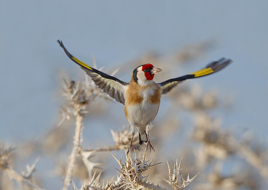Nature Photograph - Goldfinch by Shlomo Waldmann