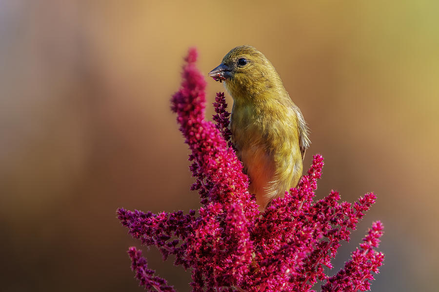 Flower Photograph - Goldfinch by Wei Liu