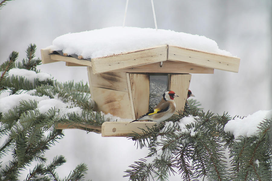Goldfinches On Snowy Bird Feeder Resting On Branch Photograph by Hilda Hornbachner