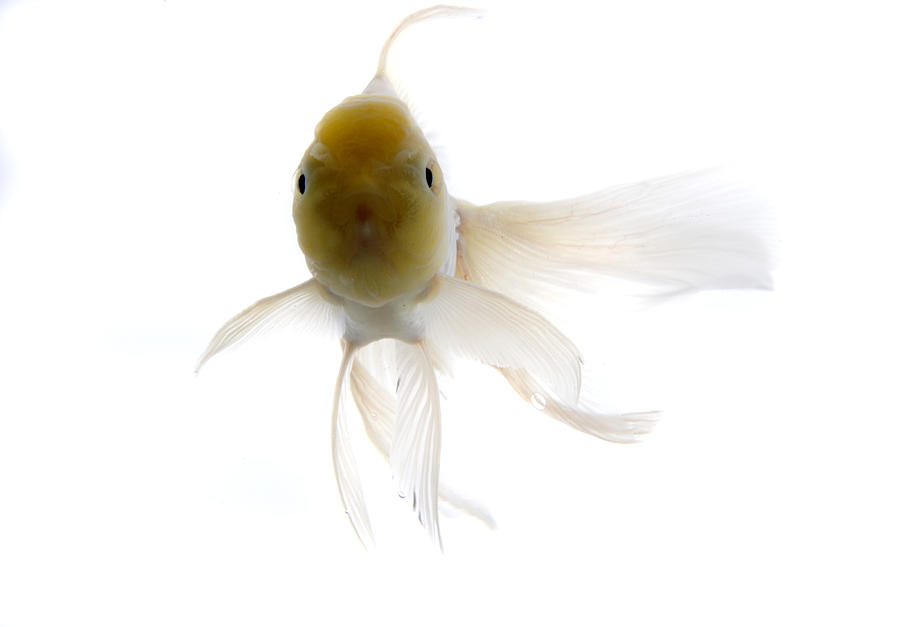Goldfish Against White Background Photograph by Jun Takahashi