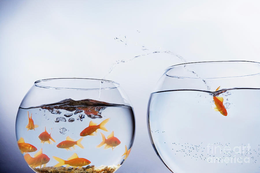 Fish Photograph - Goldfish Escaping From Crowded Bowl by Conceptual Images/science Photo Library