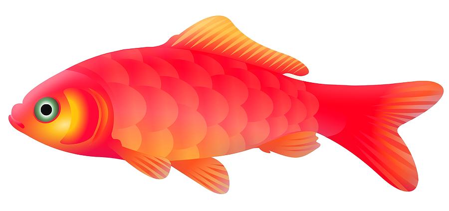 Goldfish Photograph by Illustration By Sjors Tomlow