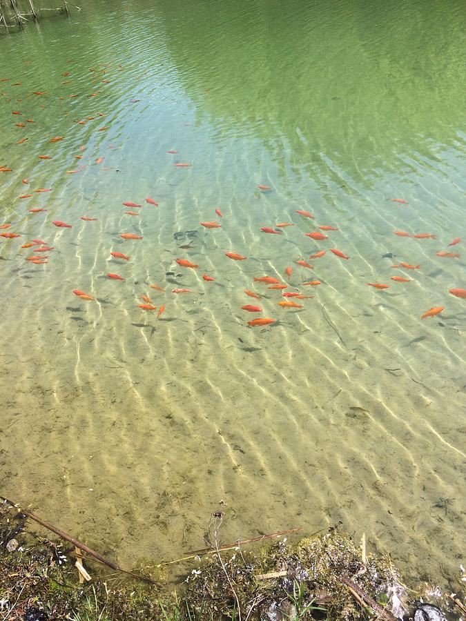 Goldfish In A Clear Pond Photograph by Rose Wark