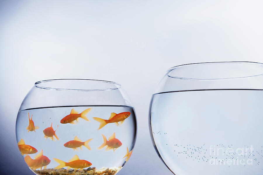 Fish Photograph - Goldfish In A Crowded Bowl by Conceptual Images/science Photo Library