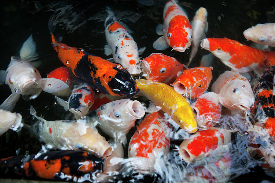 Goldfish In A Temple In Taipeh, Taiwan, Republic Of China, Asia ...