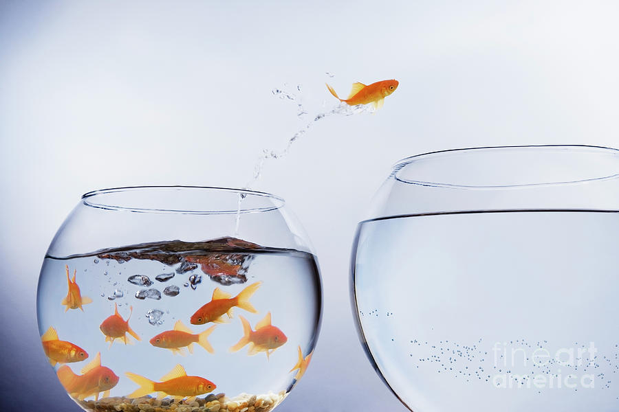 Fish Photograph - Goldfish Jumping From Crowded Bowl by Conceptual Images/science Photo Library
